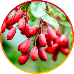 Berberine blood sugar fat burner