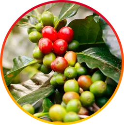 Chlorogenic acid calorie burner