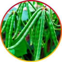 Cognitive function and metabolism booster