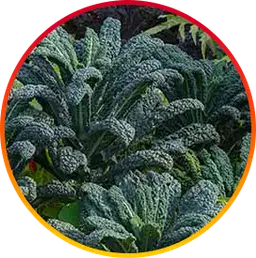 Master antioxidant for liver health